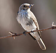 Spotted Flycatcher