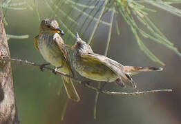 Spotted Flycatcher