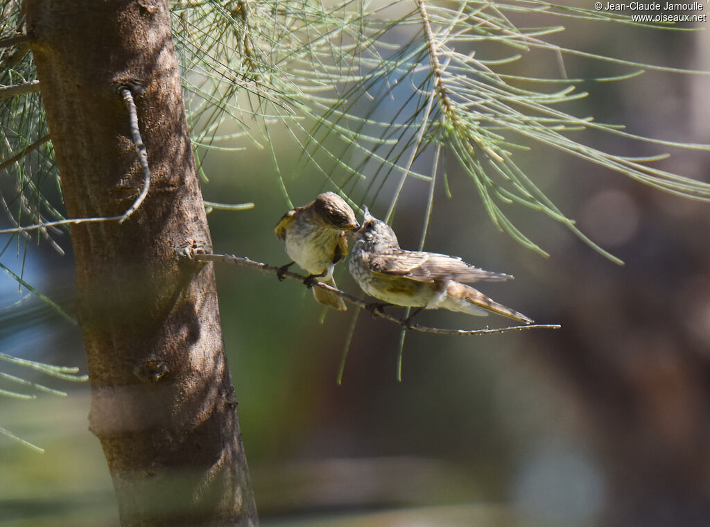 Spotted Flycatcher