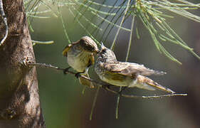 Spotted Flycatcher