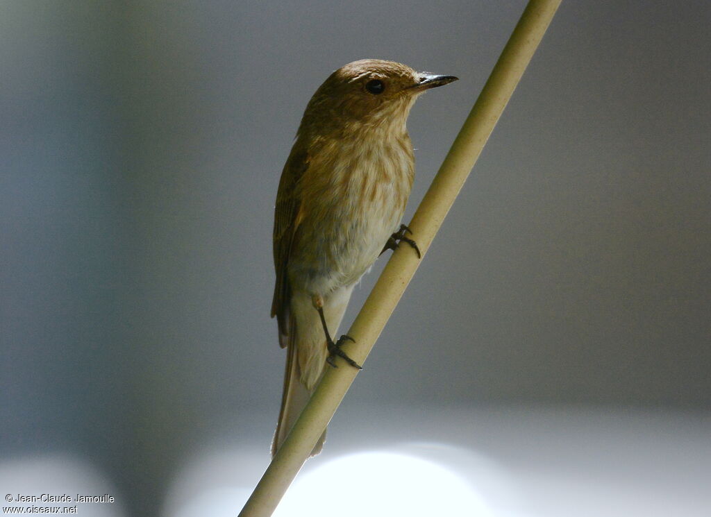 Spotted Flycatcher