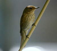 Spotted Flycatcher