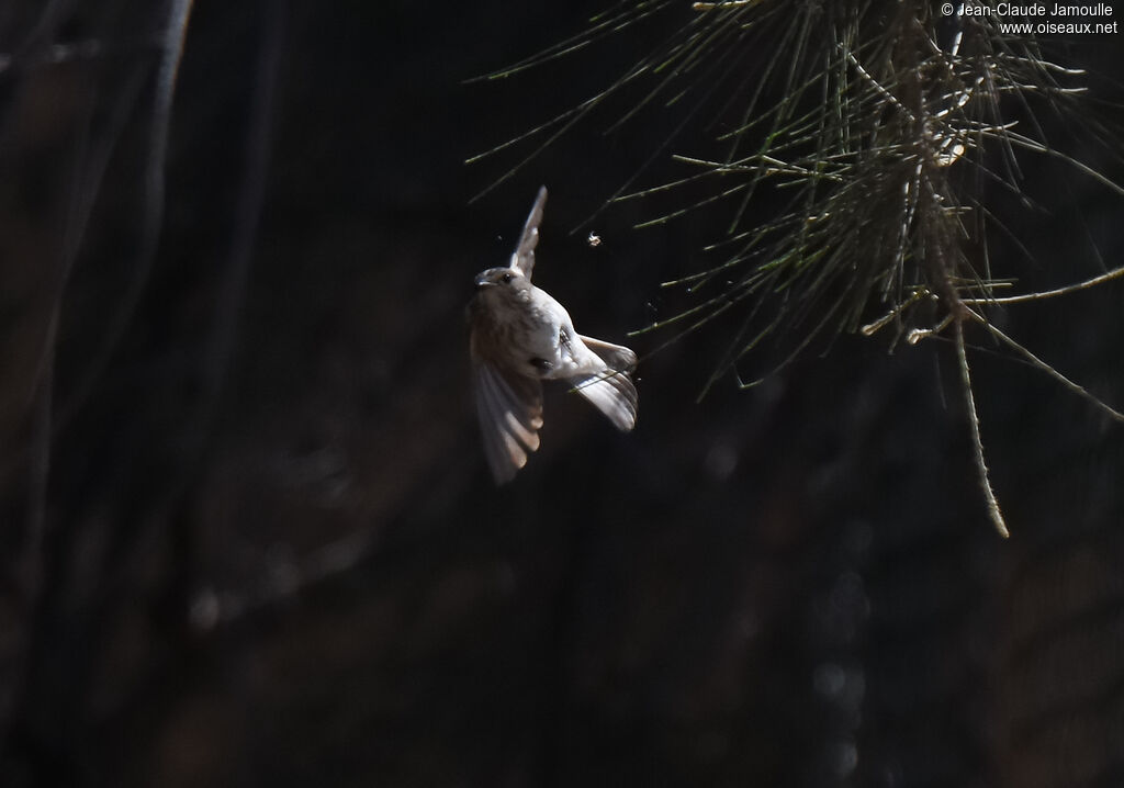 Spotted Flycatcher