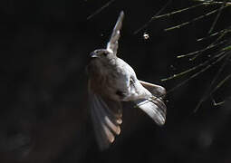 Spotted Flycatcher