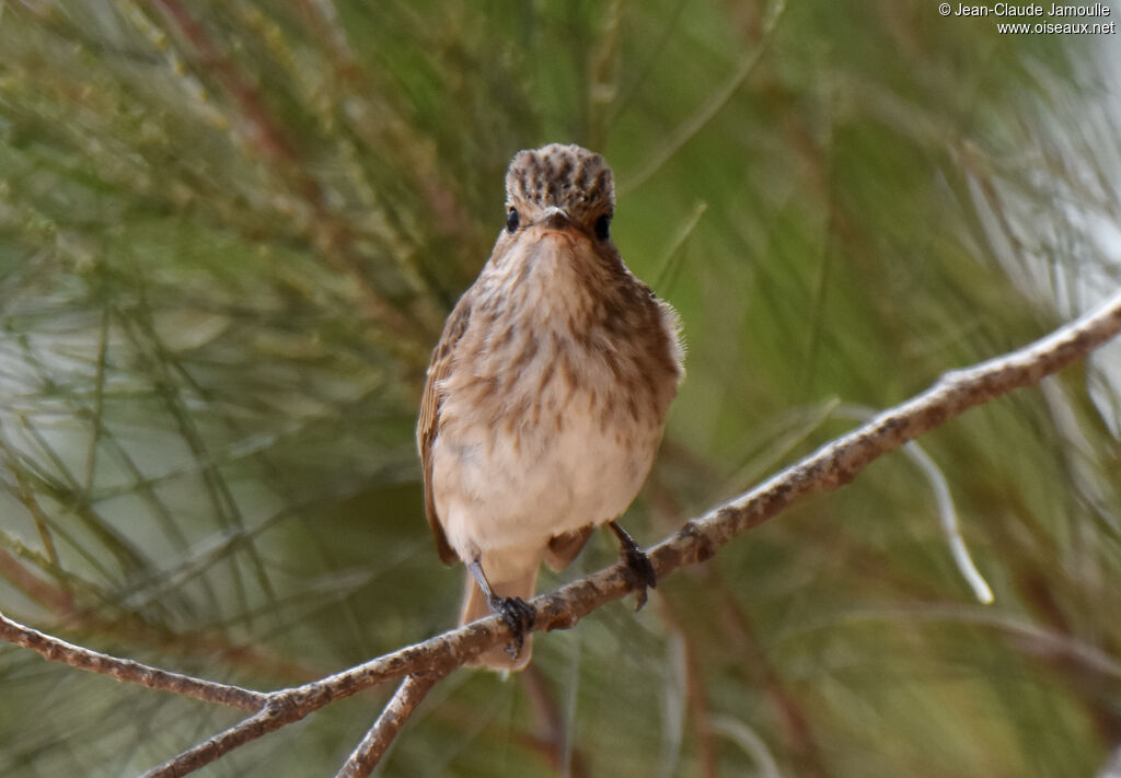 Spotted Flycatcheradult