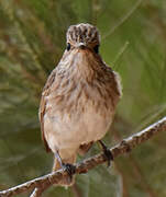 Spotted Flycatcher