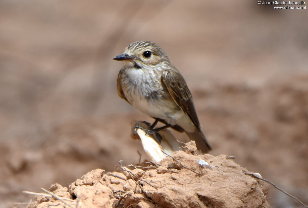 Spotted Flycatcher