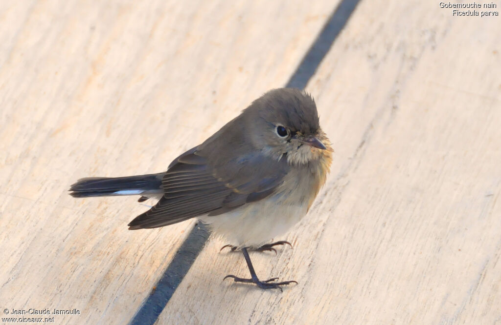 Red-breasted Flycatcher