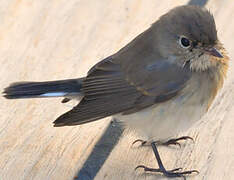 Red-breasted Flycatcher