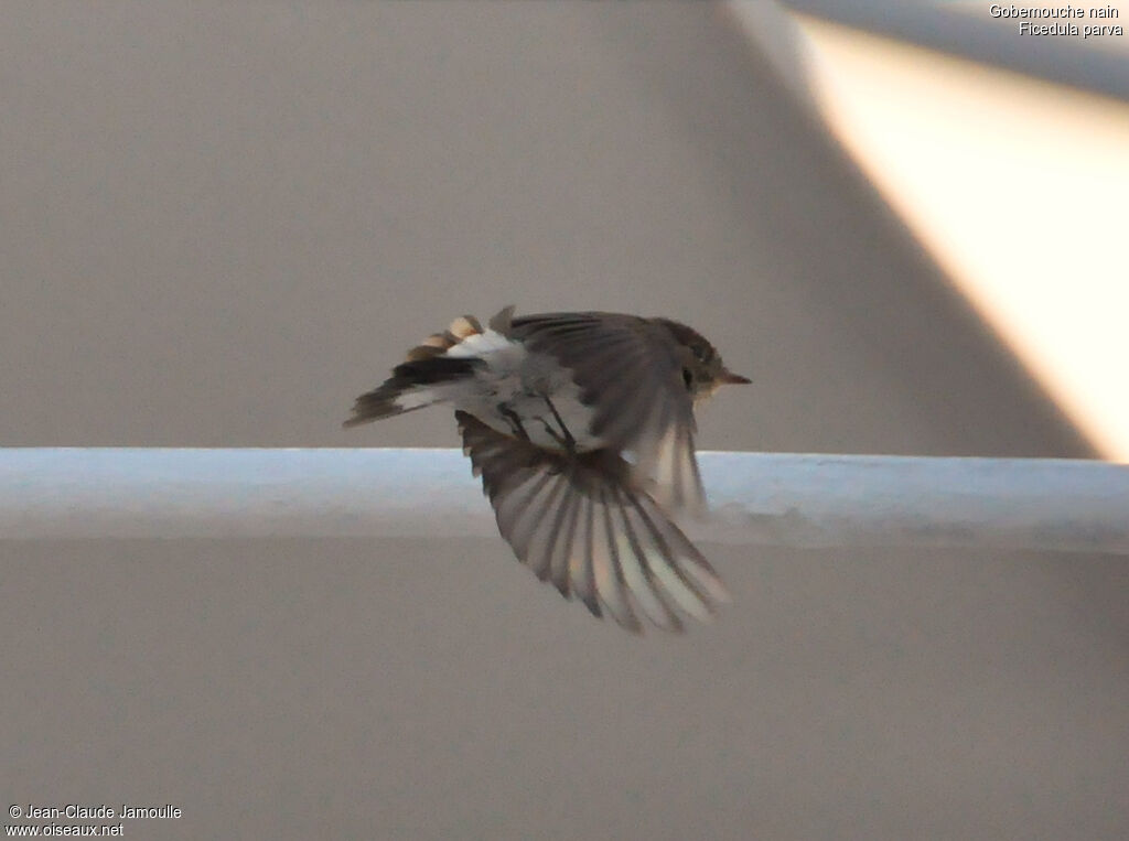 Red-breasted Flycatcher, Flight