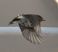 Red-breasted Flycatcher