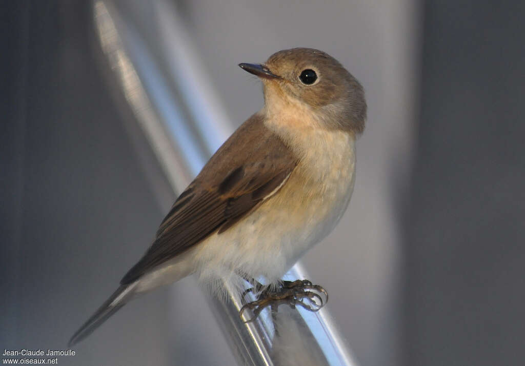 Red-breasted FlycatcherFirst year