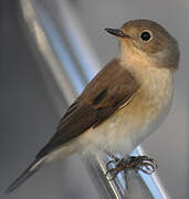 Red-breasted Flycatcher