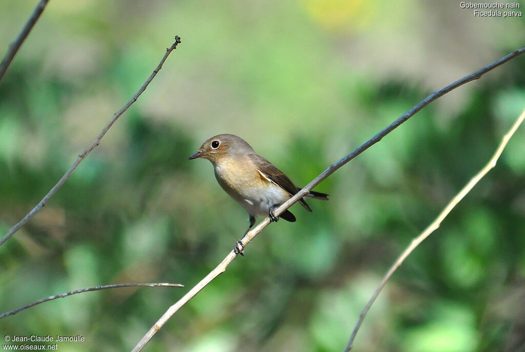 Red-breasted Flycatcher female First year, Behaviour