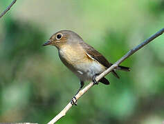 Red-breasted Flycatcher