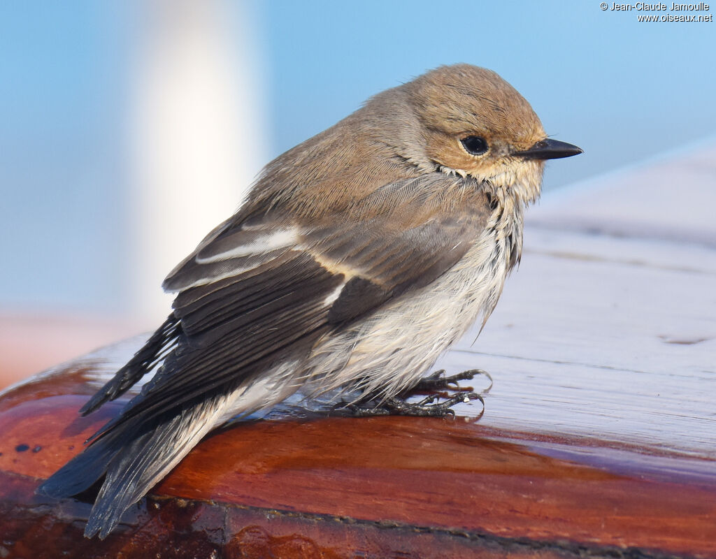 European Pied Flycatcher