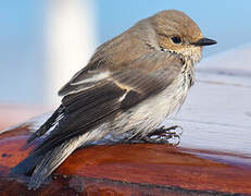 European Pied Flycatcher