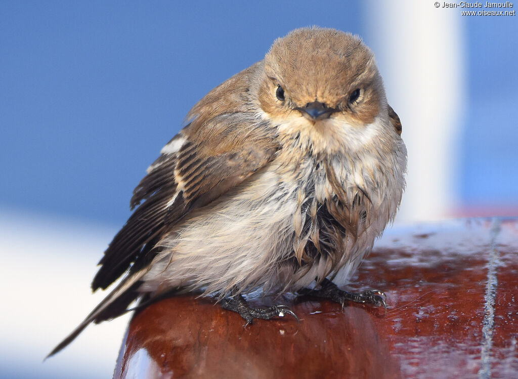 European Pied Flycatcher