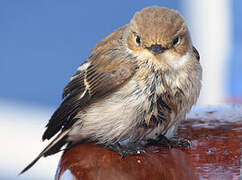 European Pied Flycatcher