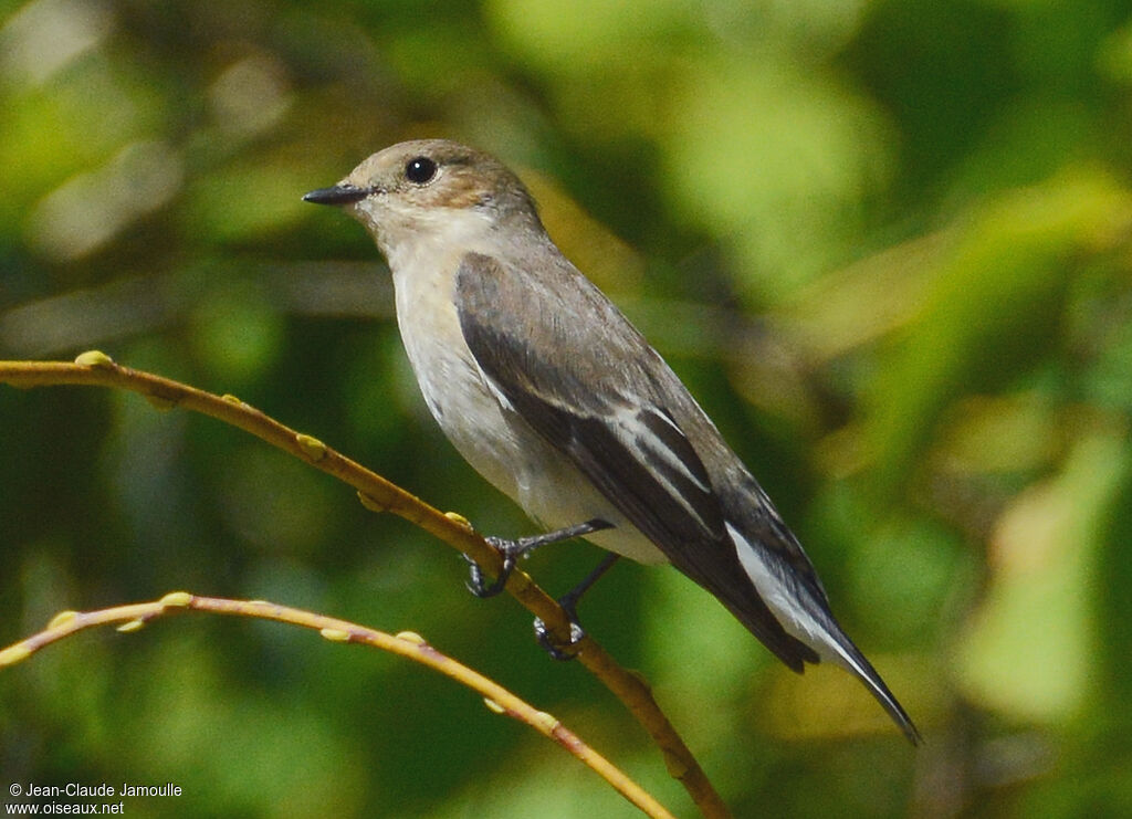 European Pied Flycatcher