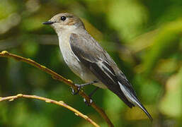 European Pied Flycatcher