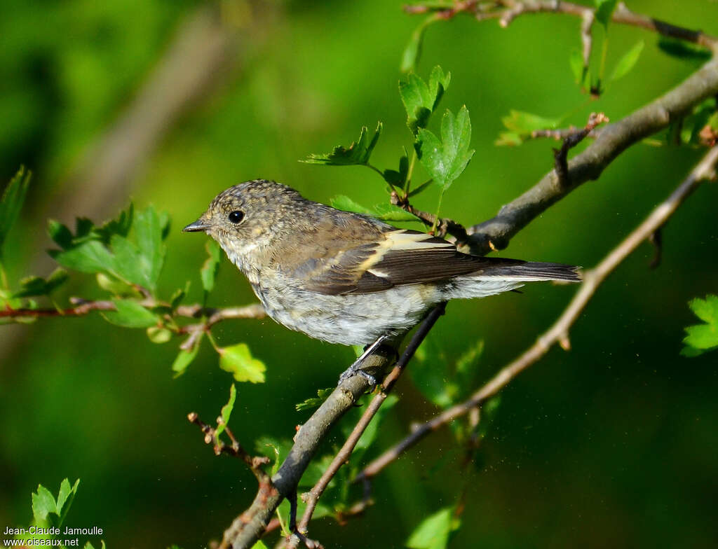 European Pied Flycatcherjuvenile, identification