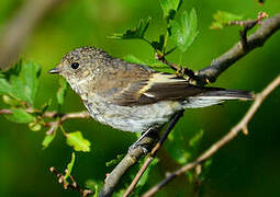 European Pied Flycatcher