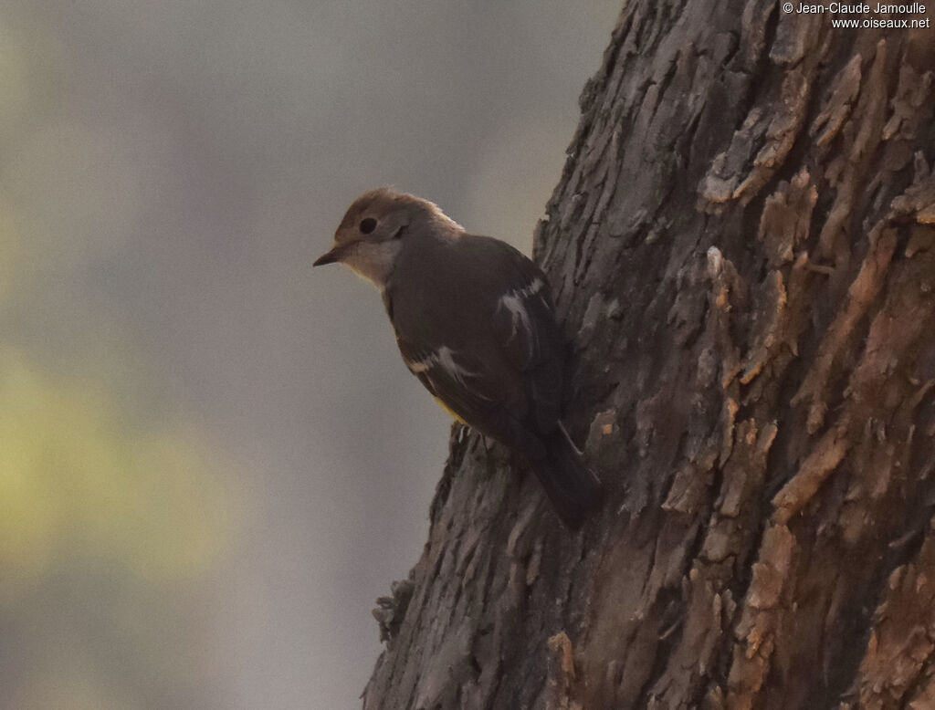 European Pied FlycatcherFirst year