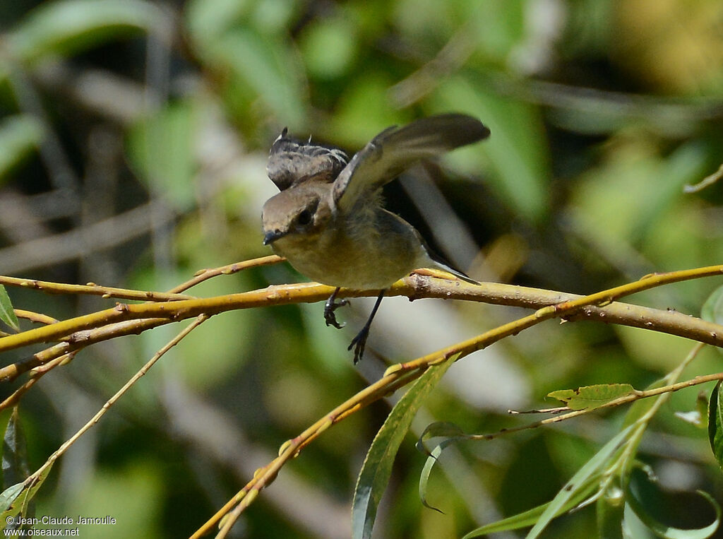 European Pied Flycatcher, Flight