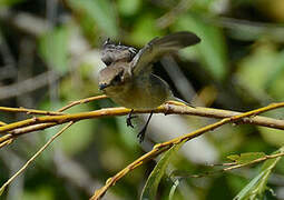 European Pied Flycatcher