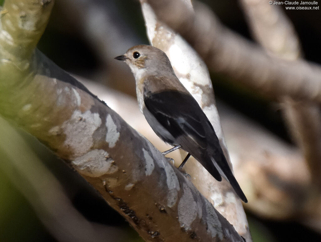 Gobemouche noir