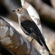 European Pied Flycatcher