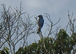 Southern Black Flycatcher