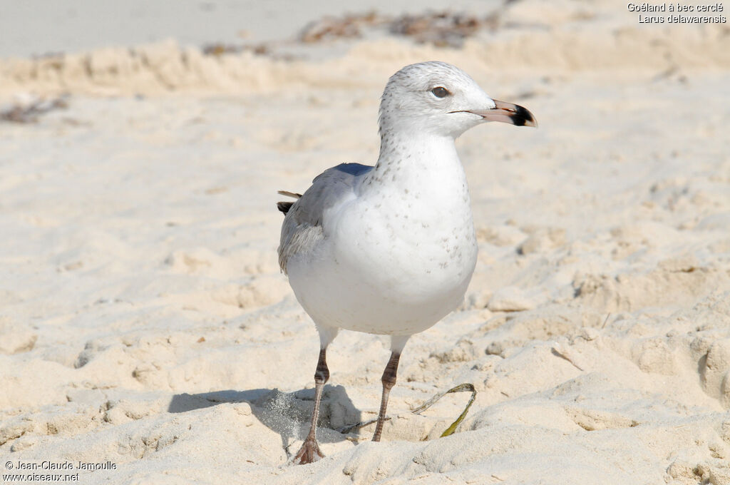 Ring-billed Gull