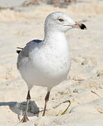 Ring-billed Gull