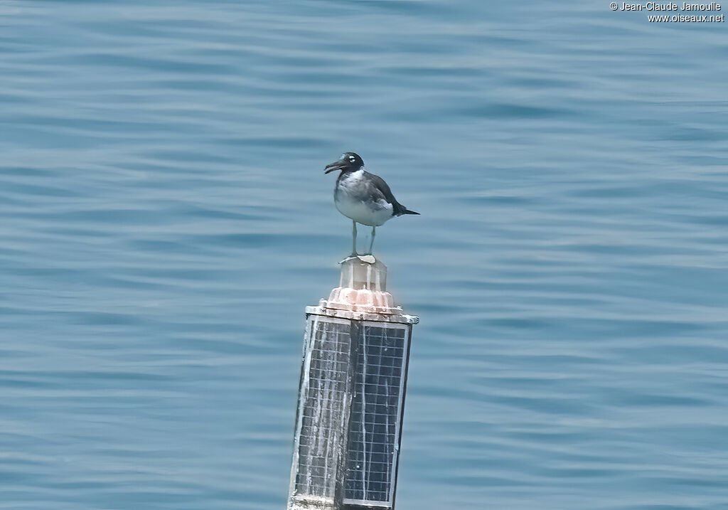 White-eyed Gull