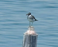 White-eyed Gull