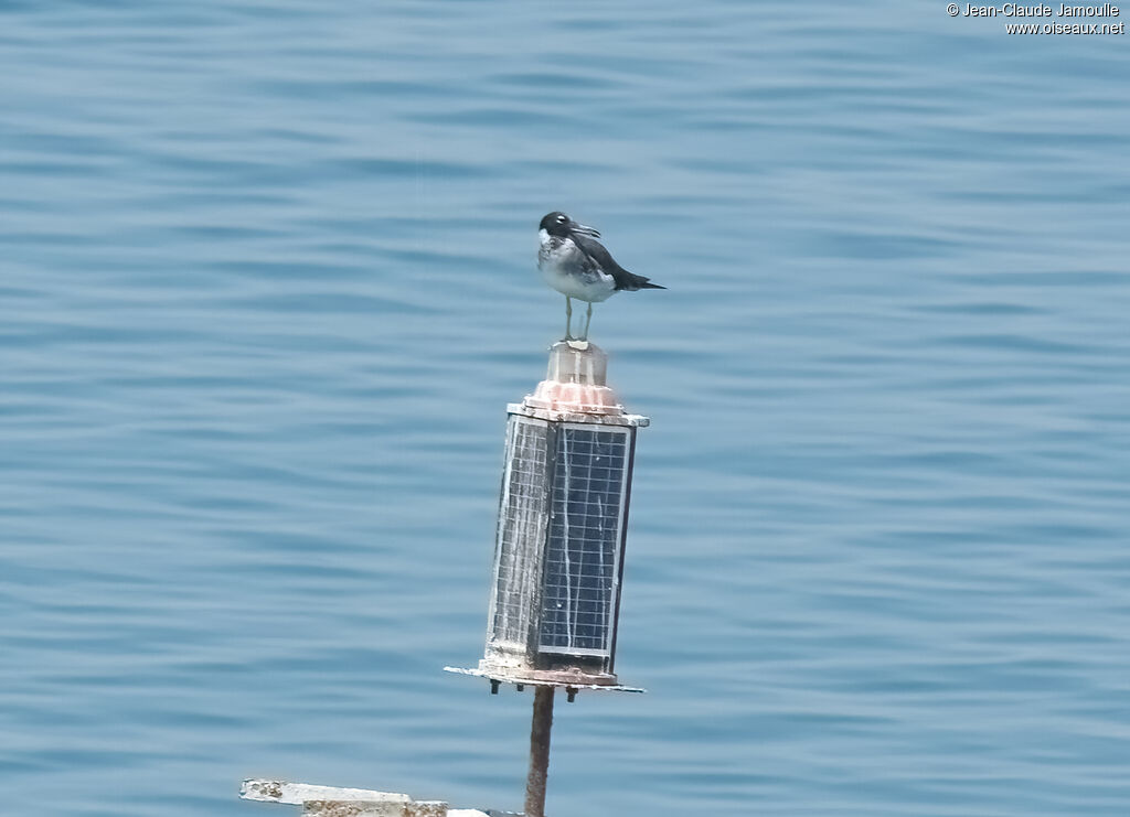 White-eyed Gull