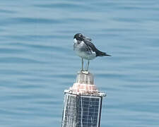 White-eyed Gull