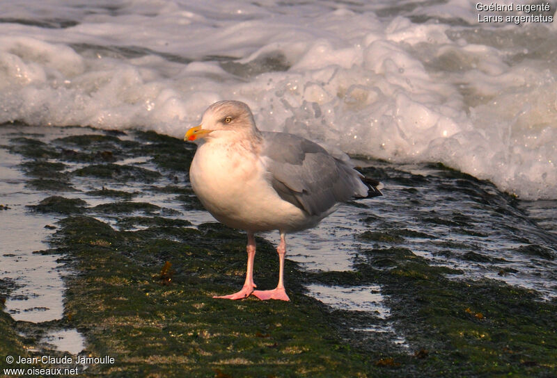 European Herring Gull, Behaviour