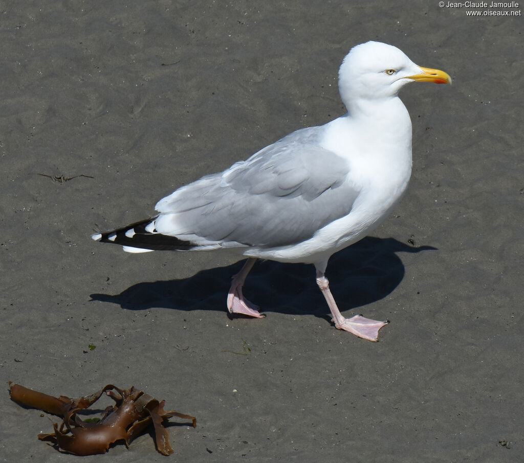 European Herring Gull