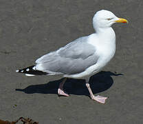 European Herring Gull