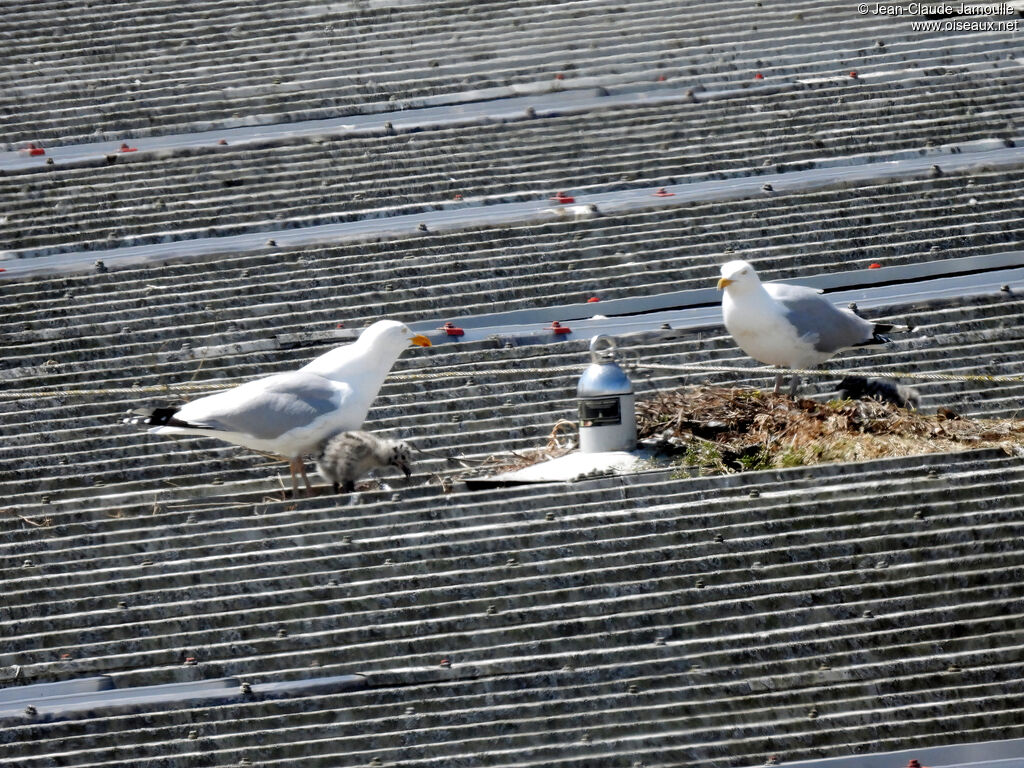 European Herring Gull, eats