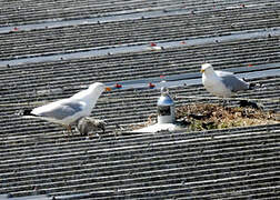 European Herring Gull