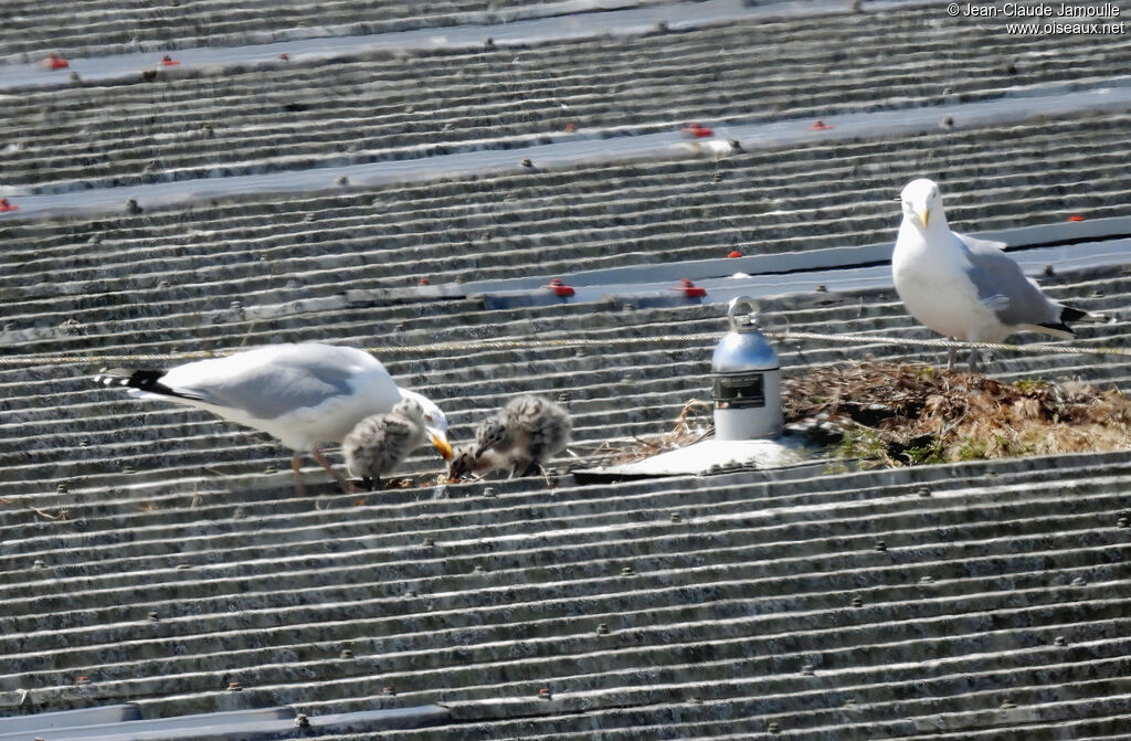 European Herring Gull