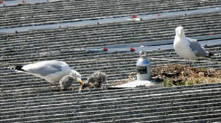 European Herring Gull