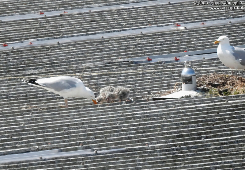 European Herring Gull