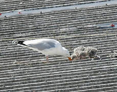 European Herring Gull