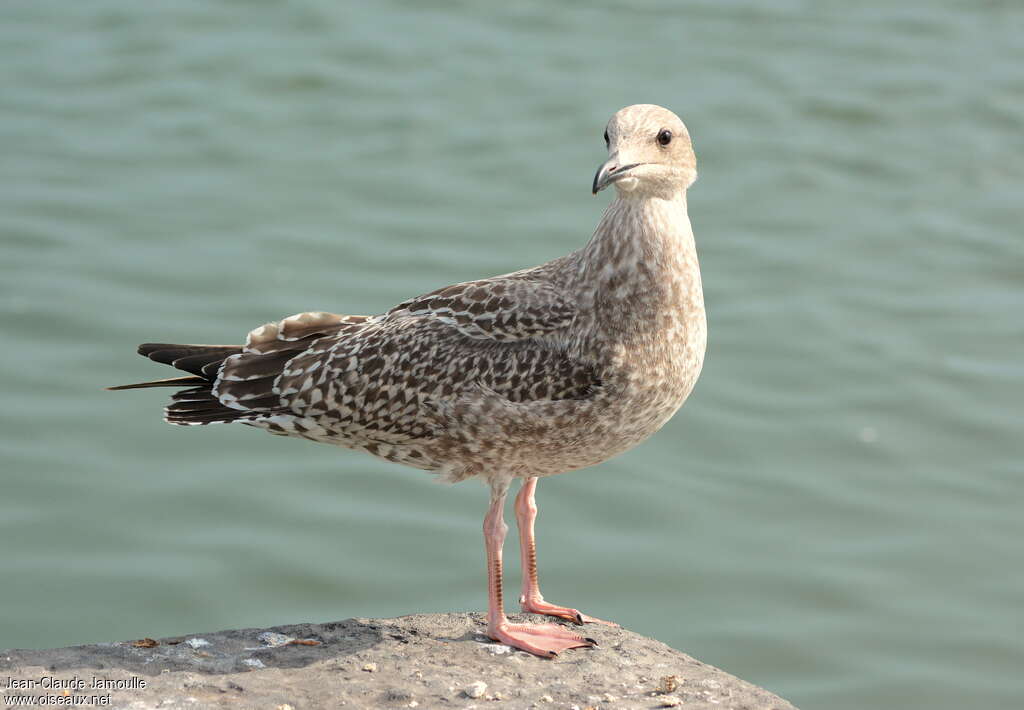 European Herring Gulljuvenile, identification