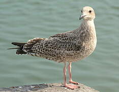 European Herring Gull